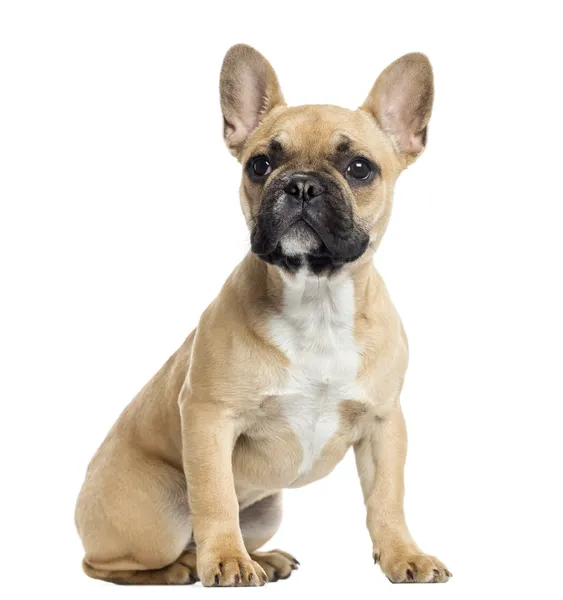 French Bulldog Activities: Exploring Fun and Engaging Hobbies for Your Frenchie post thumbnail image