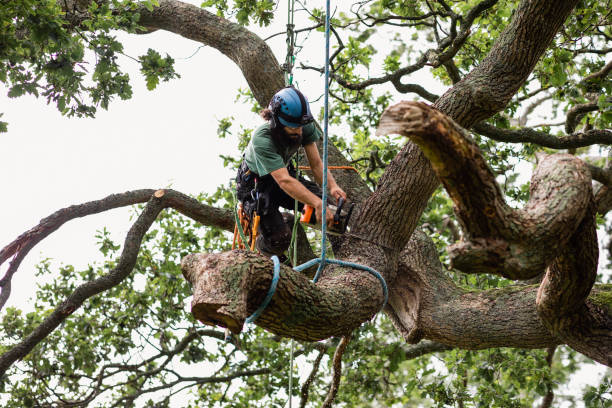 Tree Trimming and Pruning Services in Grants Pass: Keeping Your Trees Well-Maintained post thumbnail image