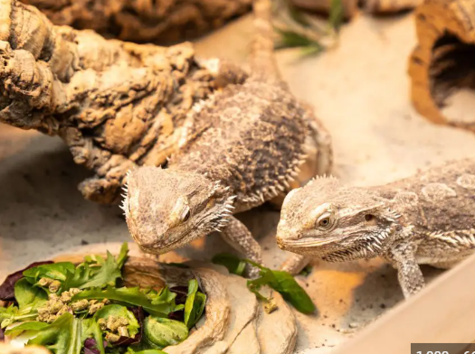 Exploring the Role of Cucumbers in a Bearded Dragon’s Diet post thumbnail image