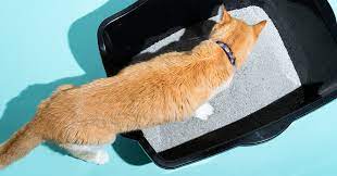 Enhance Pet Hygiene with Animal Wellness Magazine’s Smart Litter Box Solutions post thumbnail image