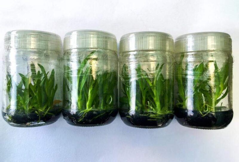 Unique and Uncommon: Tissue Culture Plants for Sale in Different Varieties post thumbnail image