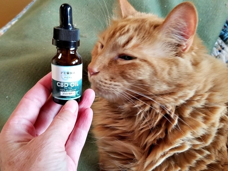 CBD for Cats: A Gentle Approach to Wellness post thumbnail image