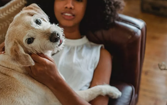 Fido’s Haven: Unleash Joy in Fort Collins Dog-Friendly Luxury Apartments post thumbnail image