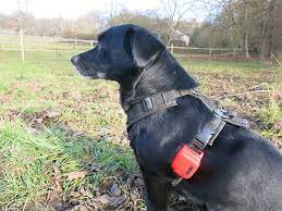 Sichere Wege für Hunde: GPS Tracker ohne Abonnement post thumbnail image