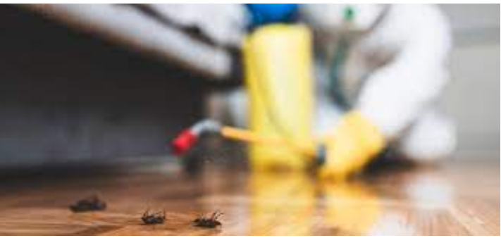 Exterminate for Tranquility: Pest Control Experts post thumbnail image