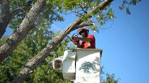Storm-Proof Your Trees with Richmond’s Top Tree Service post thumbnail image