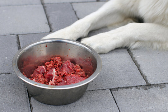 Choosing the Best for Your Dog: The Top Raw Dog Food Brands post thumbnail image
