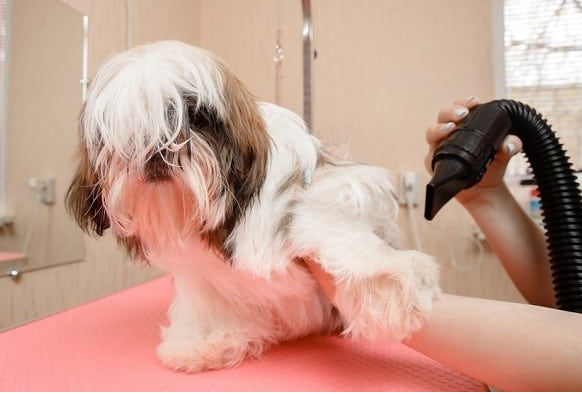 The Top Dog Blow Dryer for At-Home Grooming post thumbnail image