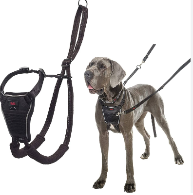 Find out the advantages of No-Move Harnesses for Pet dogs post thumbnail image